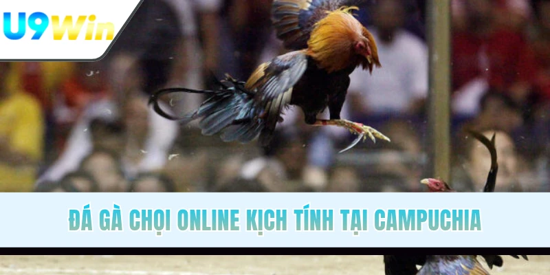 Đá gà chọi online kịch tính tại Campuchia