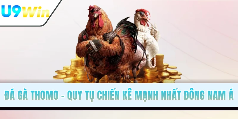 Đá Gà Thomo - Quy Tụ Các Chiến Kê Mạnh Nhất Đông Nam Á
