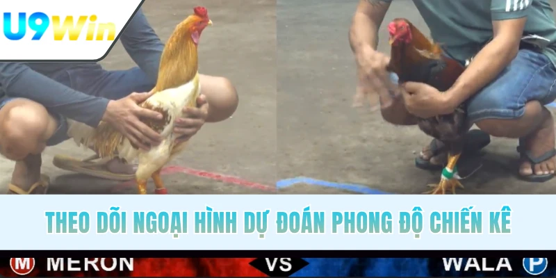 Theo dõi ngoại hình dự đoán phong độ chiến kê